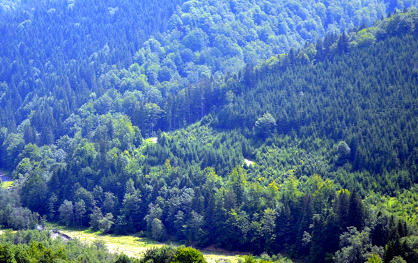 Glodeasa 3 Autorităţile locale din Valea Doftanei vor să i plimbe pe turişti cu mocăniţa prin rezervaţia Glodeasa